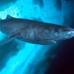 Greenland Shark (Somniosus microcephalus) (image credits: Flickr)