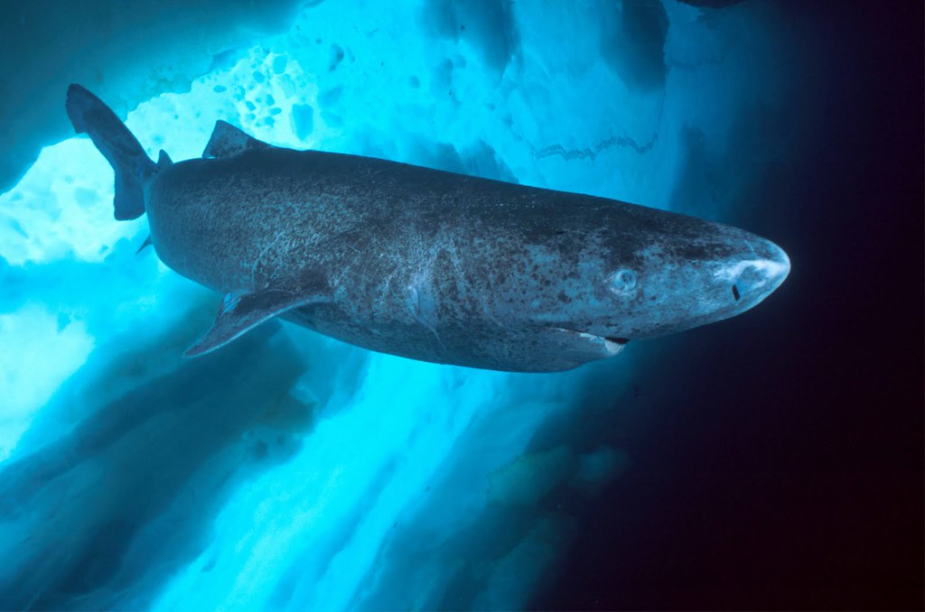 Greenland Shark (Somniosus microcephalus) (image credits: Flickr)