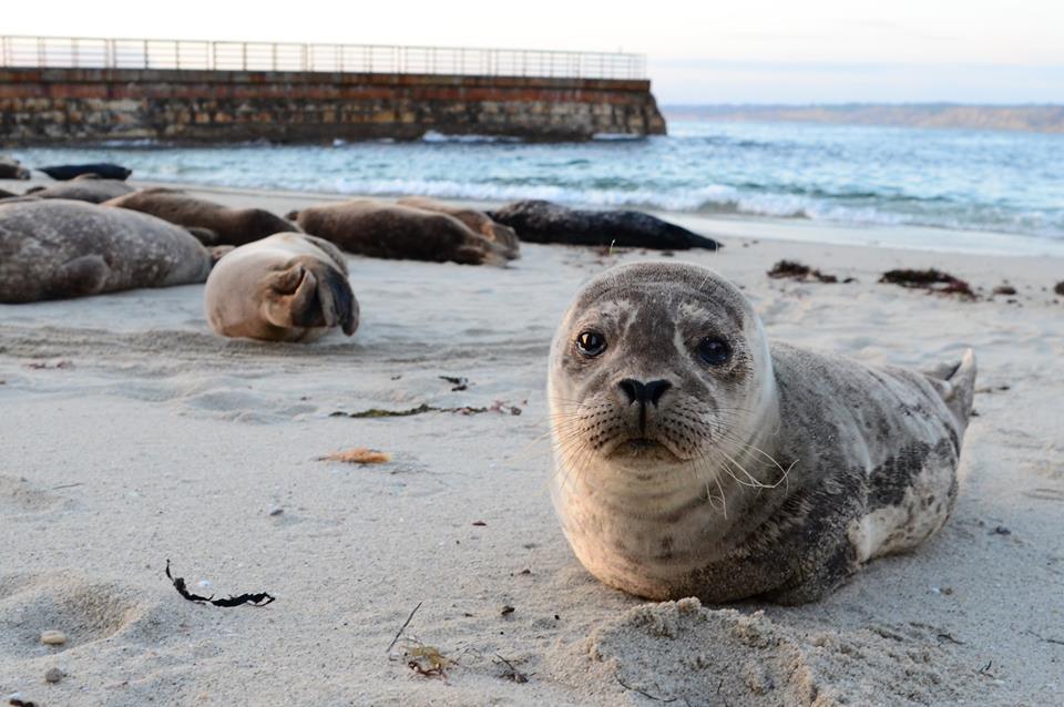 Seal Pups