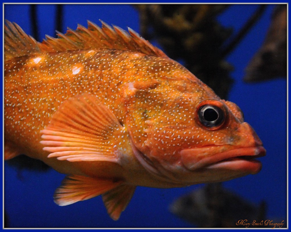 Rougheye Rockfish (Sebastes aleutianus)