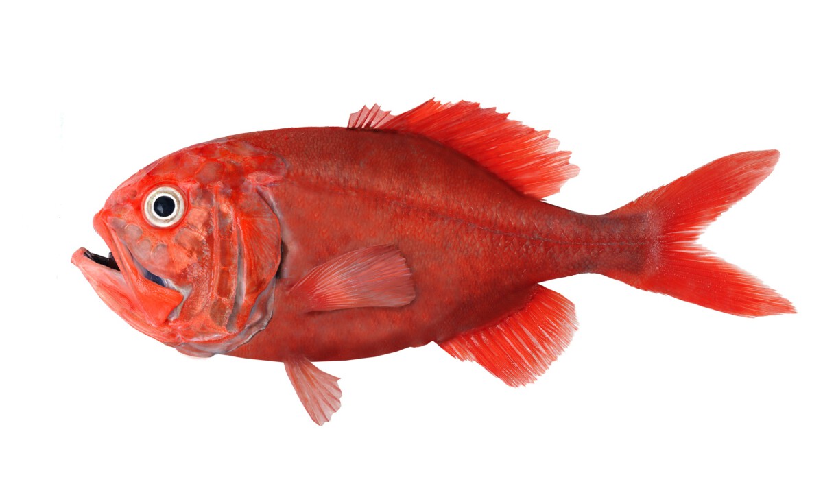 Orange Roughy (Hoplostethus atlanticus)