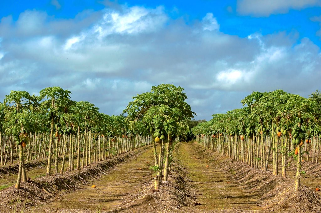 7. Agricultural Exports