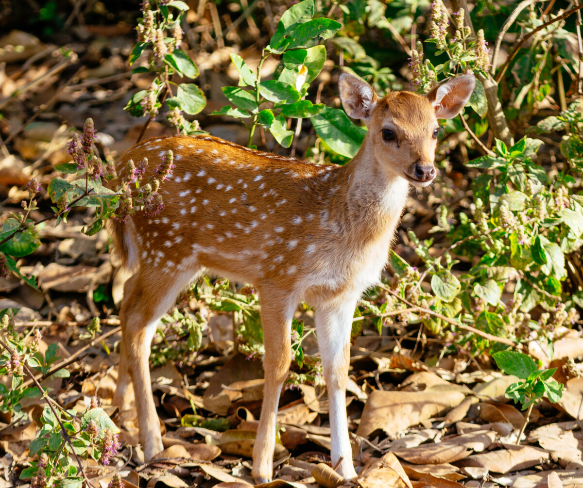 Fawns