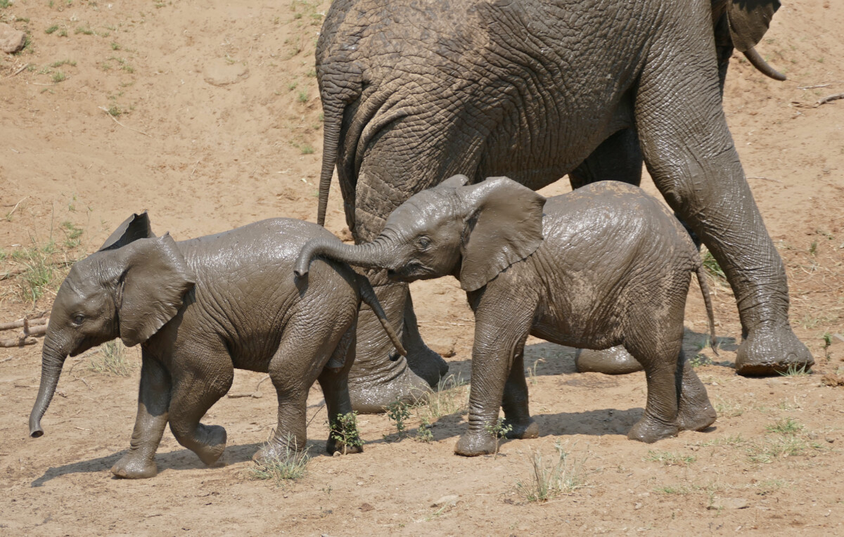 Elephant Calves