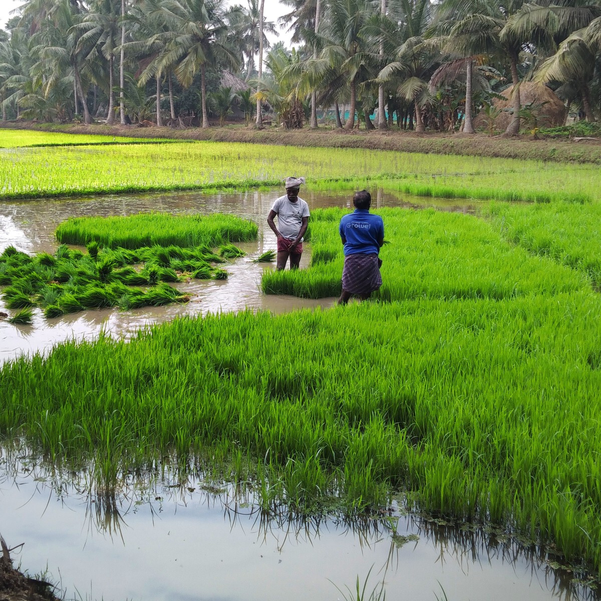 Sustainable Practices in Traditional Agriculture