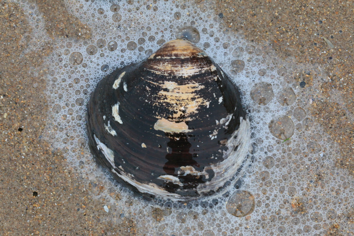 Ocean Quahog (Arctica islandica)