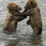 Conservation Efforts: Protecting Our Wild Heritage