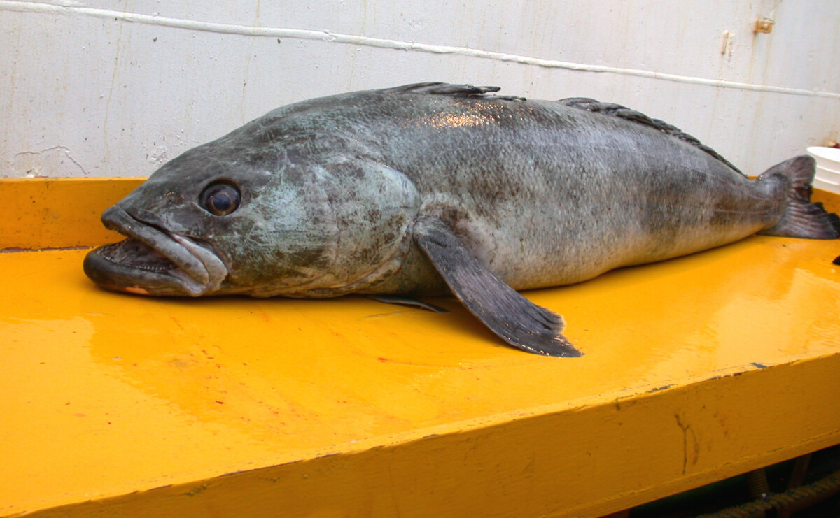 The Rebranding Miracle of the Chilean Sea Bass