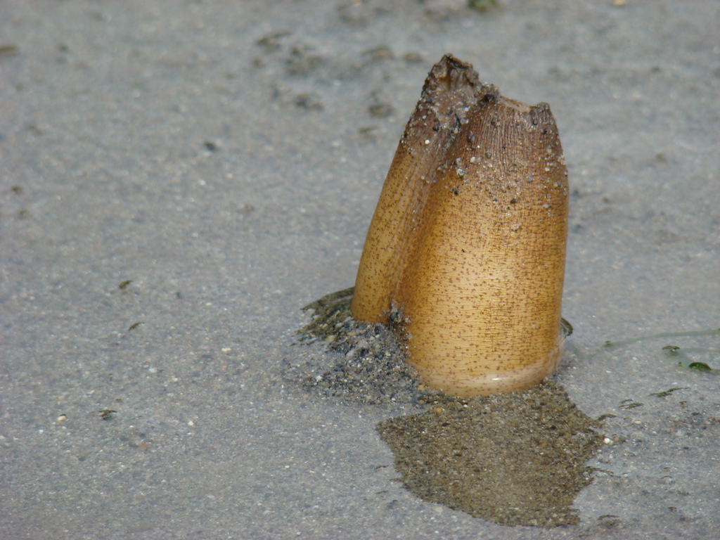 Geoduck (Panopea generosa)