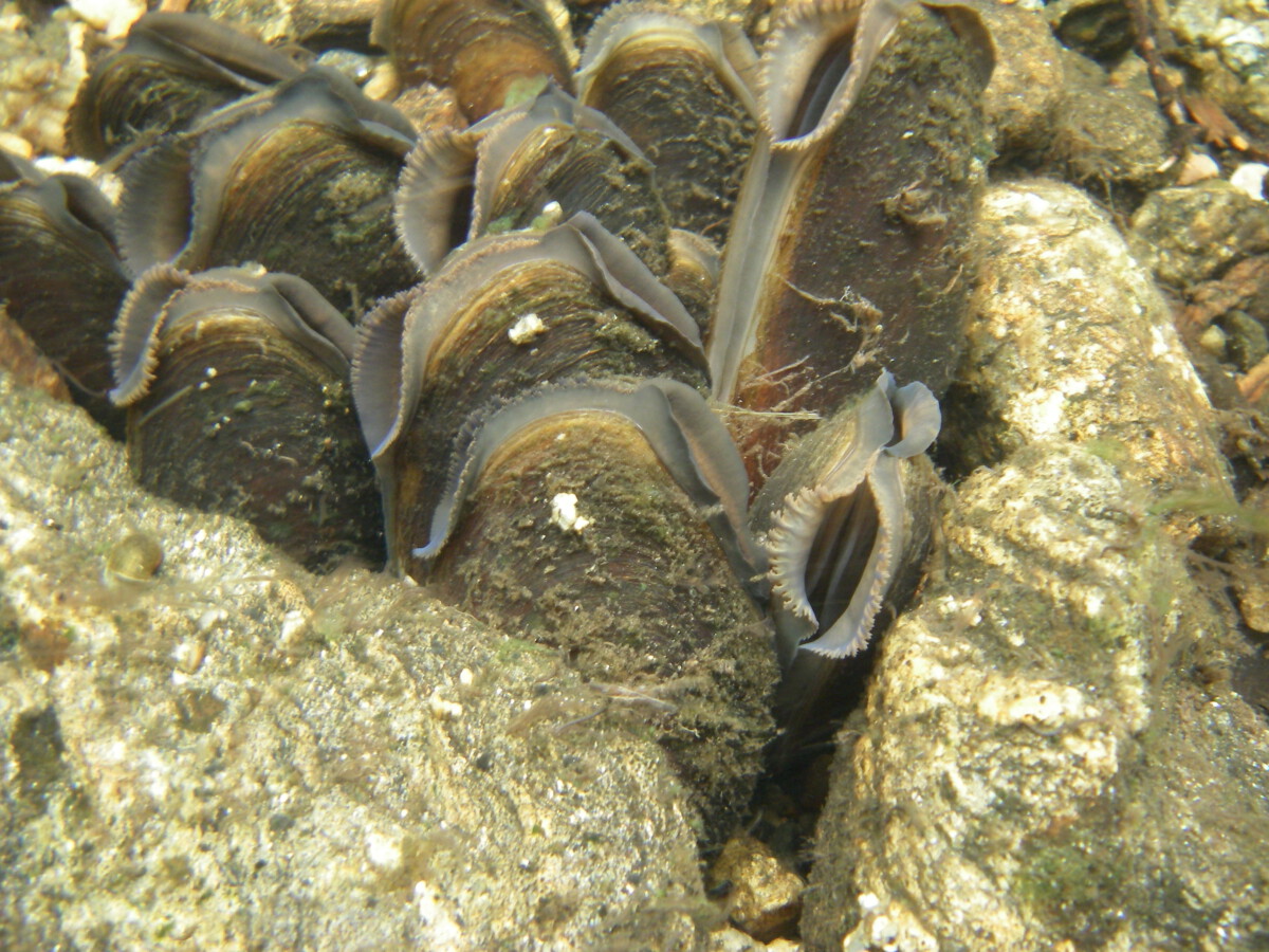 Freshwater Pearl Mussel (Margaritifera margaritifera)