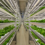 Vertical Farming