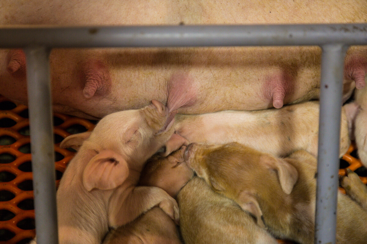 Quick Learners: The Swift Intelligence of Piglets