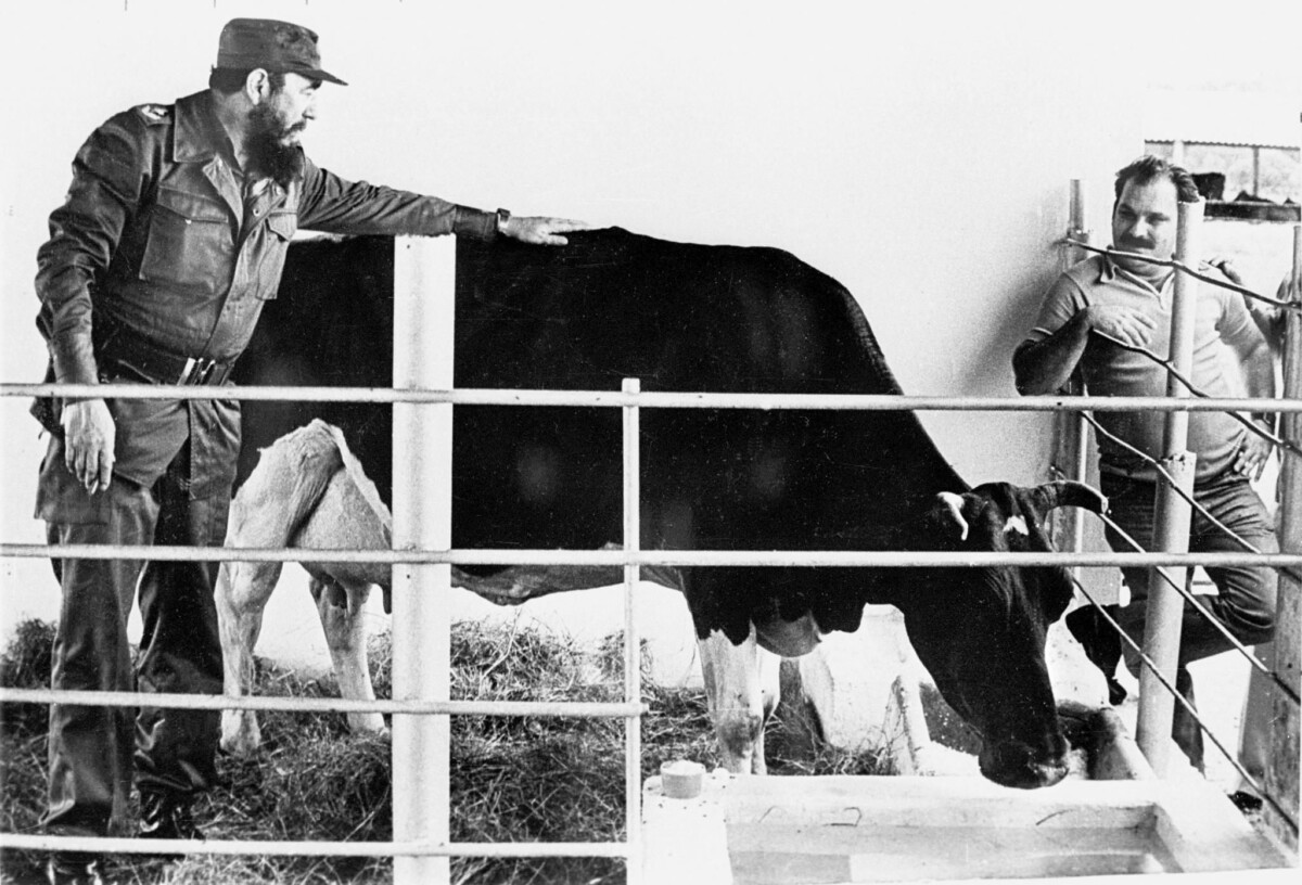 Fidel Castro's Dairy Ambitions