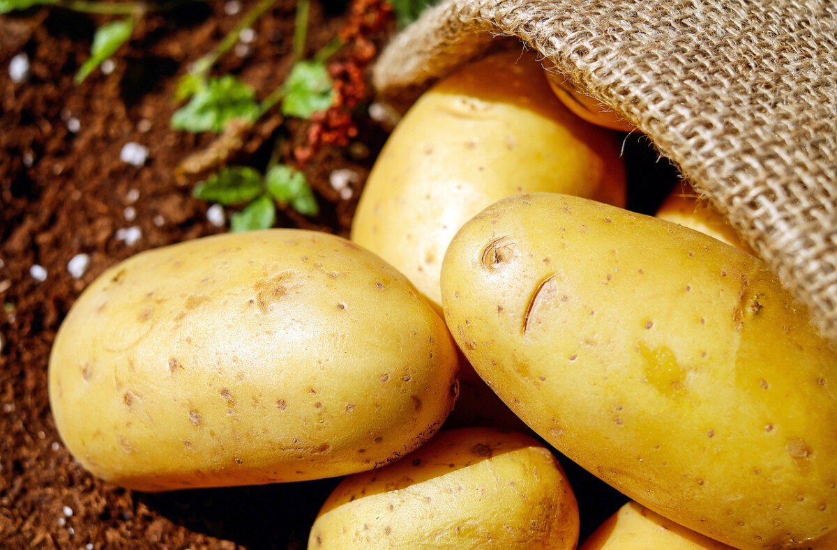 Genetically Modified Potatoes