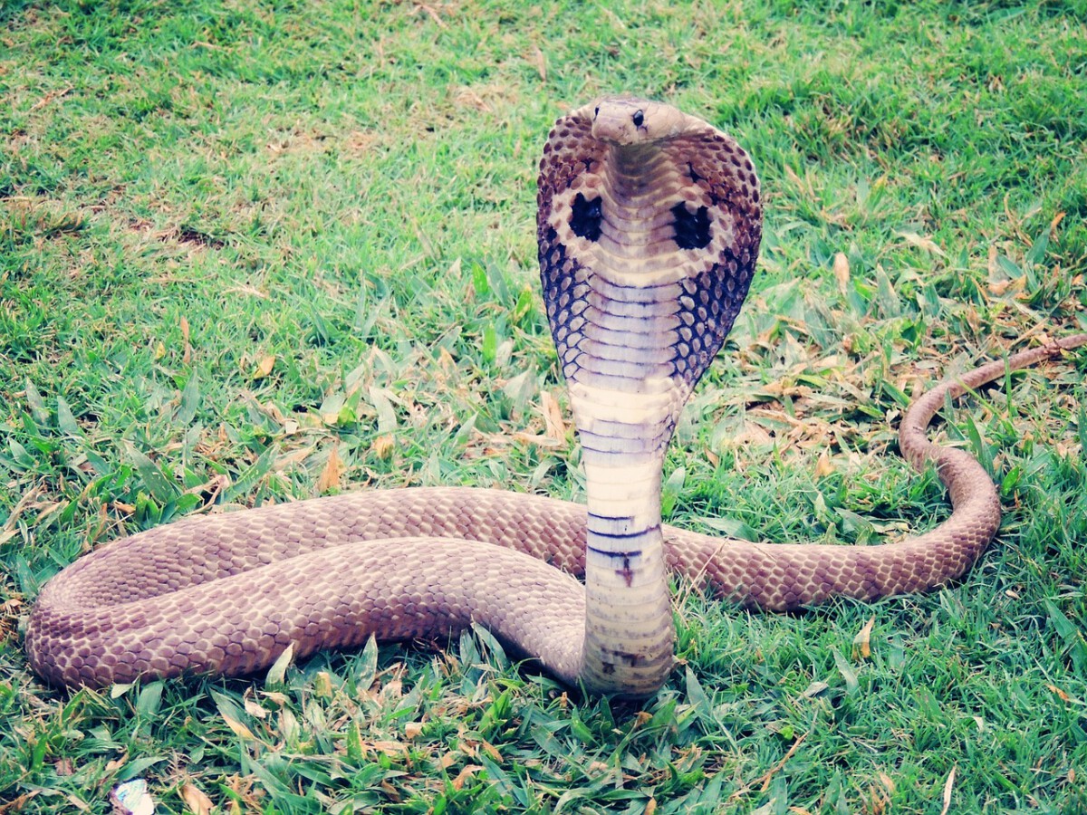 Serpentine Struggles: Could You Vanquish a King Cobra?