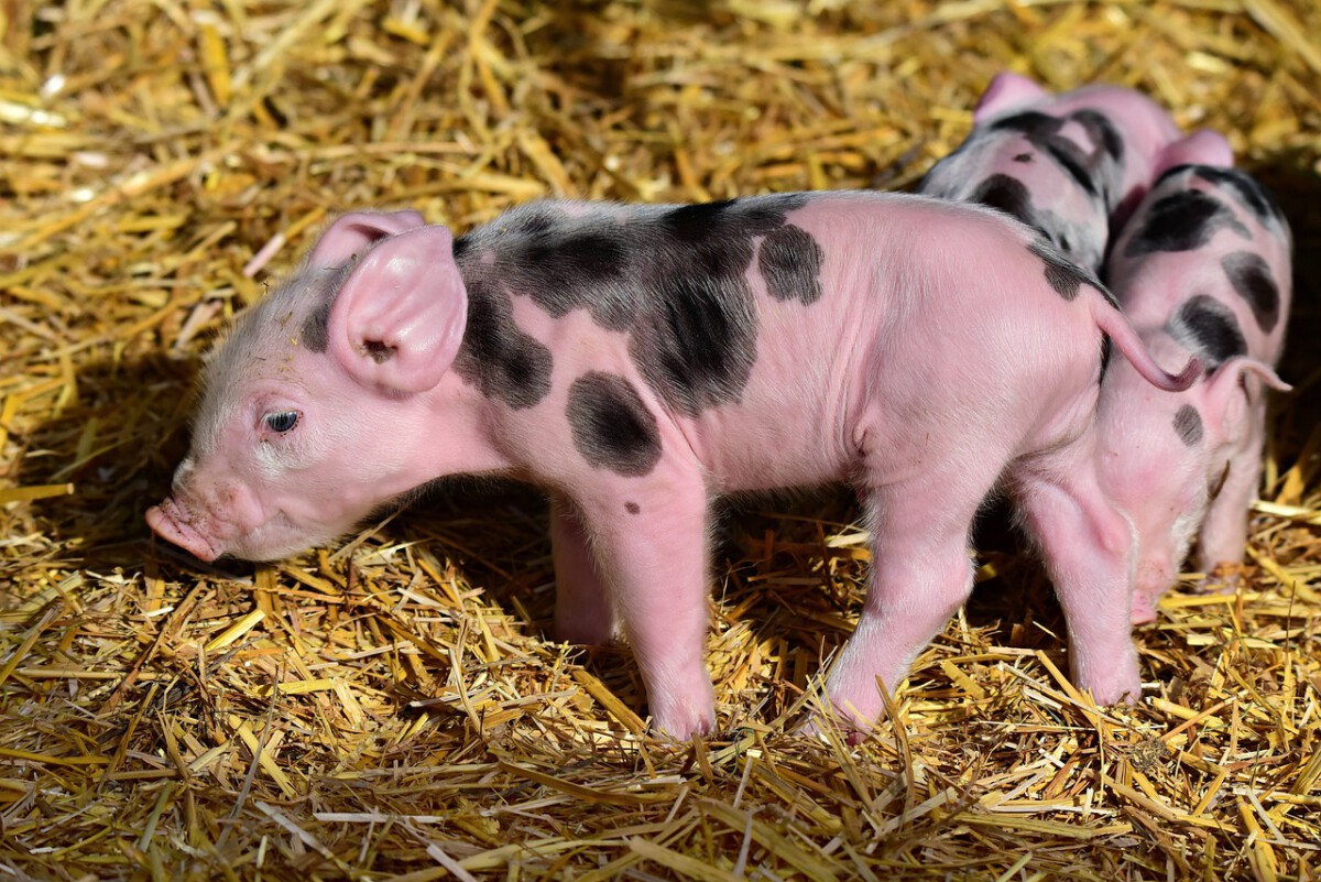 Cleanliness Redefined: The Truth About Pigs