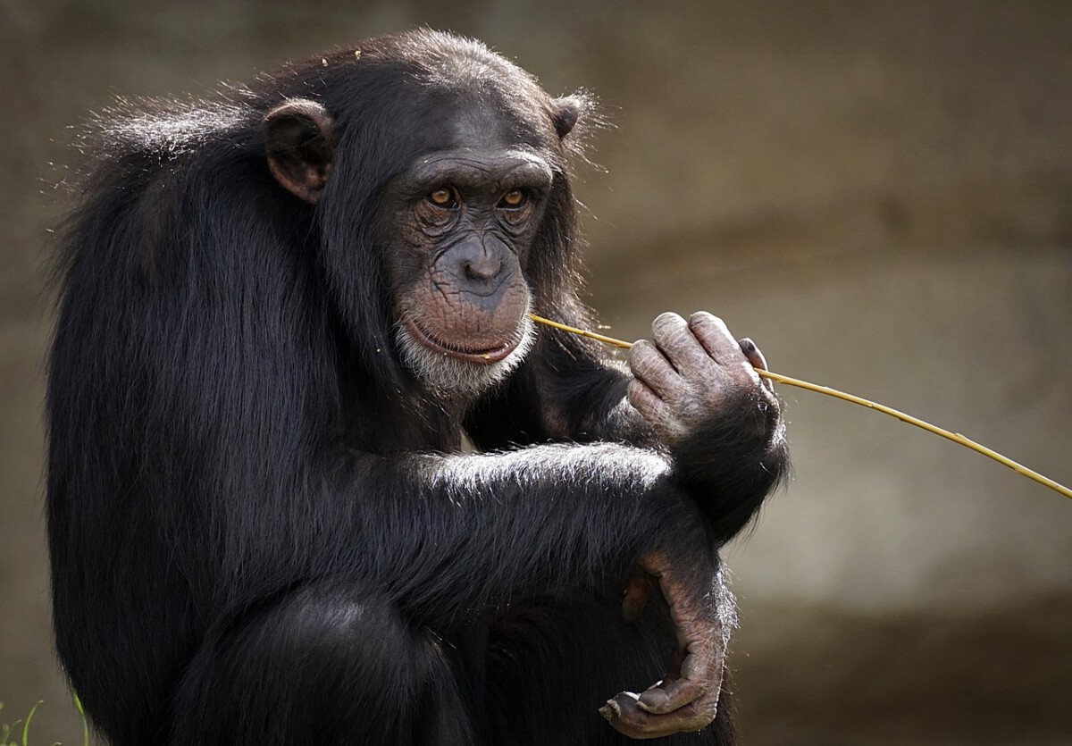 Primate Power: The Resilient Chimpanzee