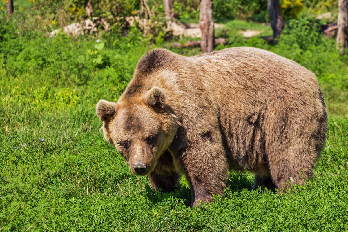 2. The Size and Might of Brown Bears