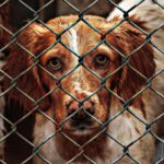 The Massive Influx: 7.6 Million Companion Animals Enter Shelters Each Year