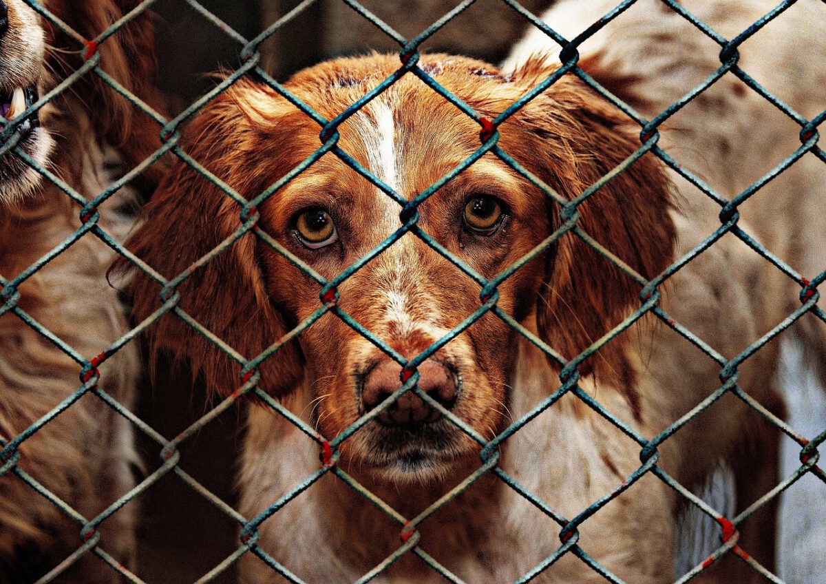 The Massive Influx: 7.6 Million Companion Animals Enter Shelters Each Year