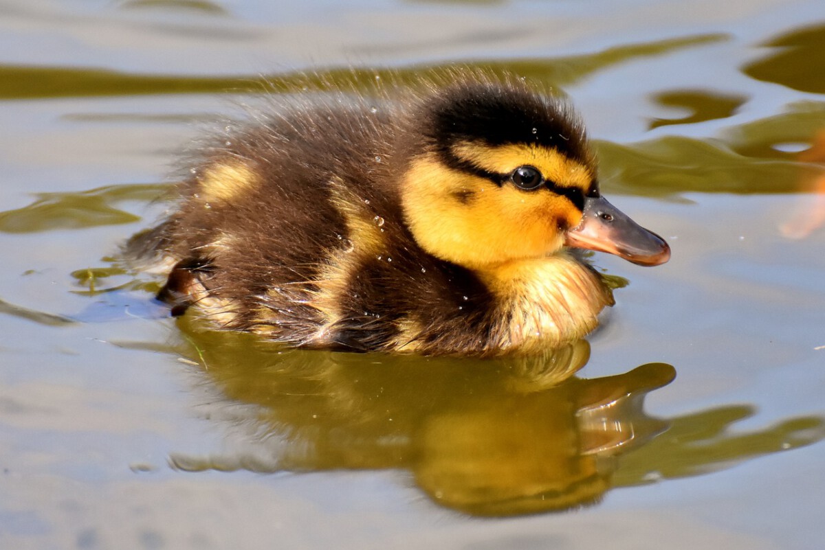 Ducklings