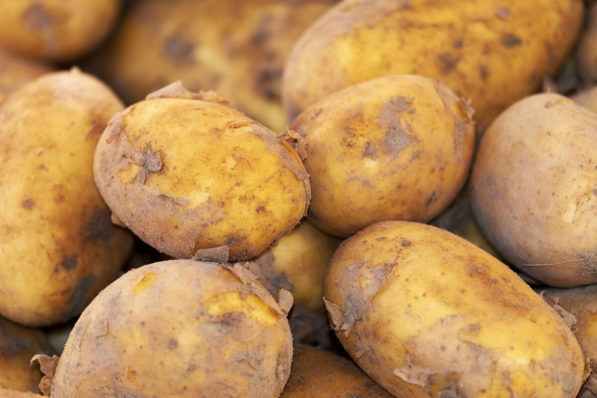 Potatoes: From Leprosy to French Fries