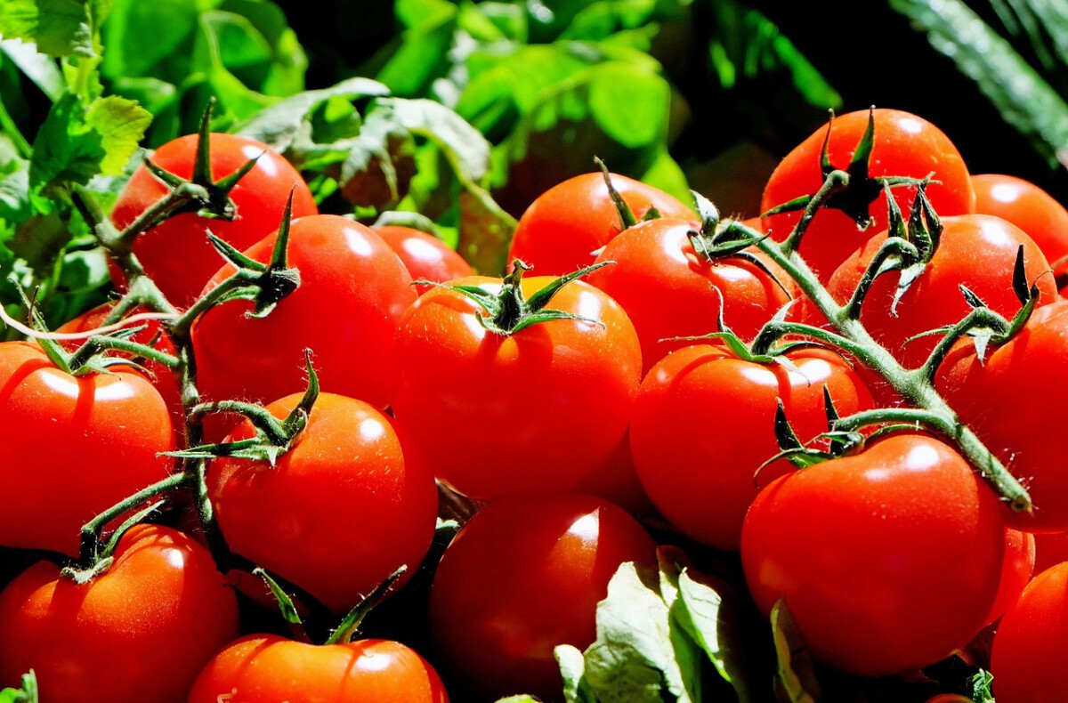 Tomatoes and Starches