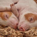 Rubbing, Massages, and Music: The Softer Side of Pigs