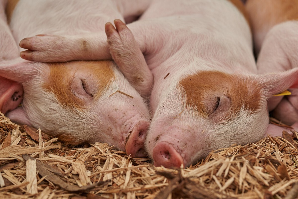 Rubbing, Massages, and Music: The Softer Side of Pigs