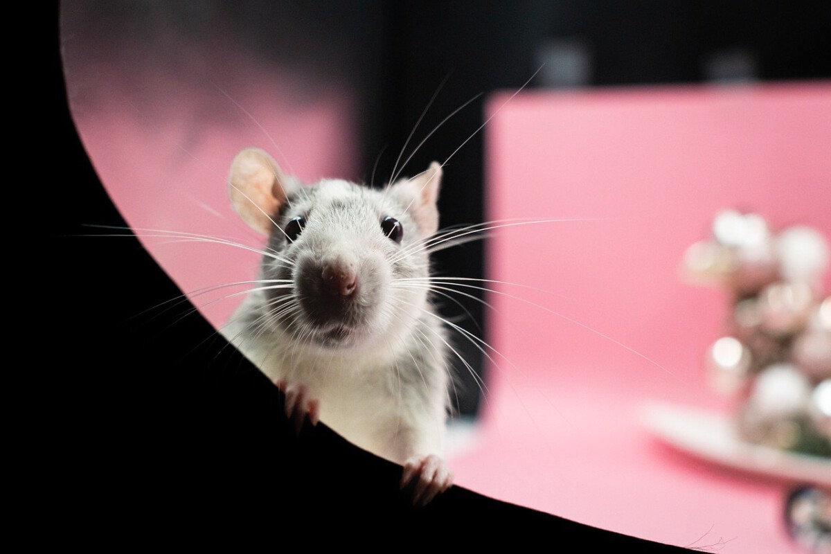 The Underestimated Rat: Tiny but Mighty?