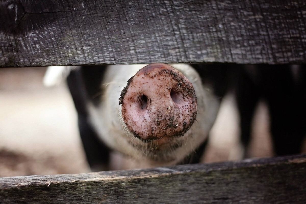 The Sensational Snout: A Pig's Ultimate Tool