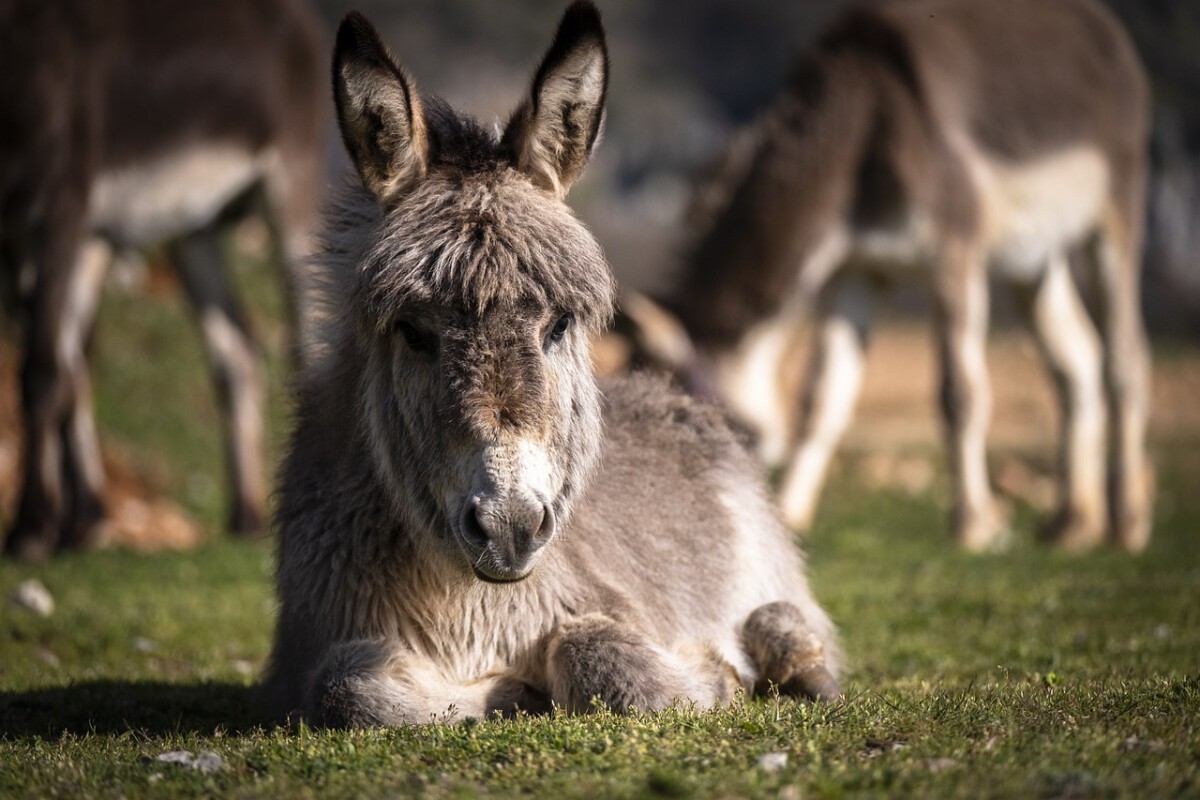 Rest for Donkeys (But Not in the Bathtub)