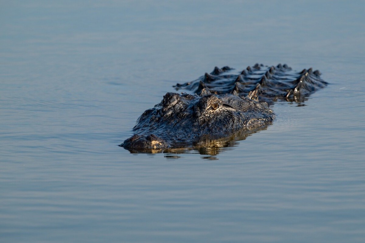 Alligators in Bathtubs: An Unlikely Resident