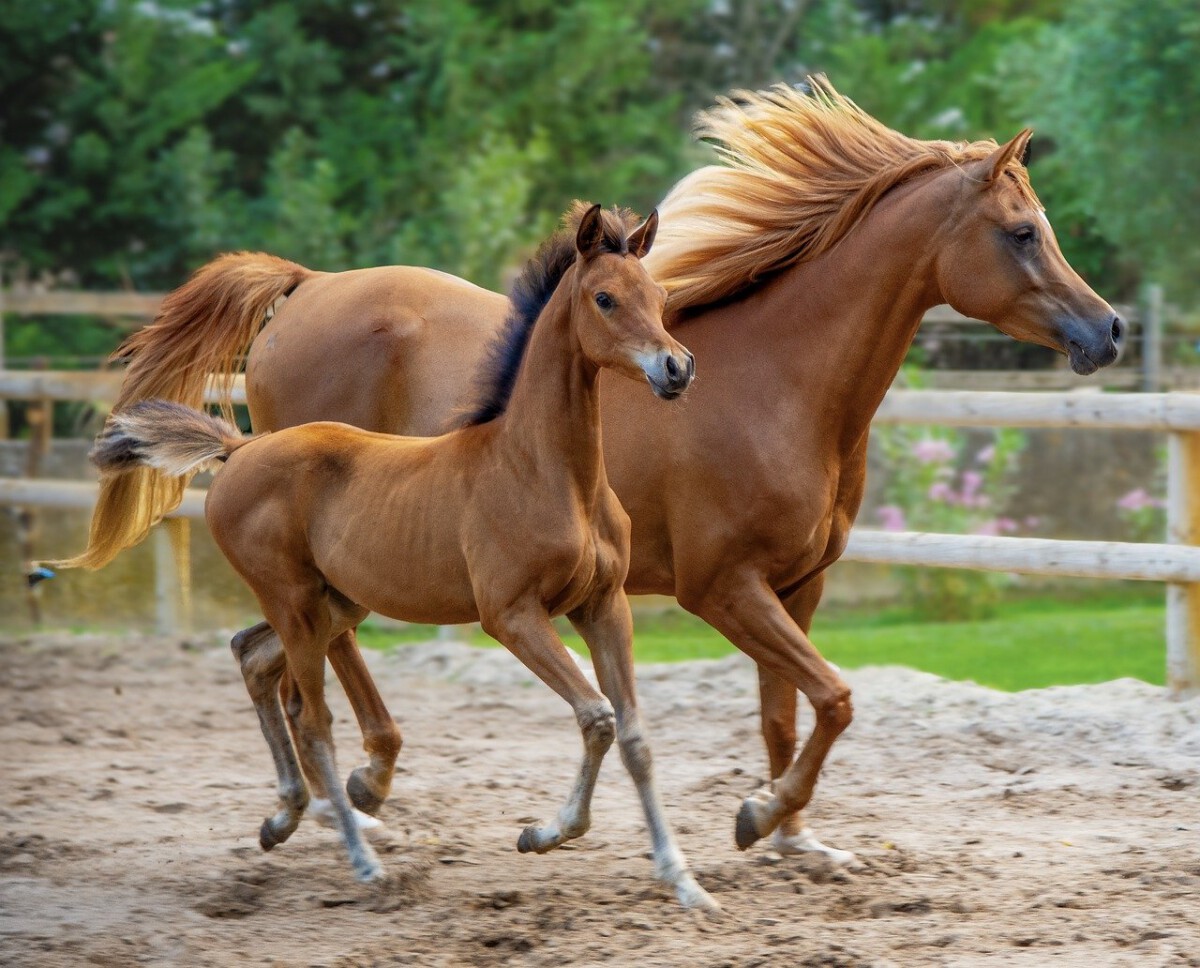 Horses: Spirits of the American Frontier