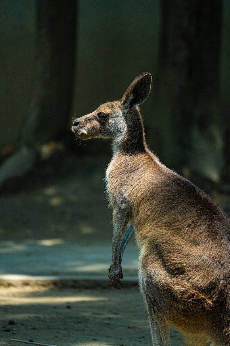 The Kangaroo Conundrum: More than Just a Jump