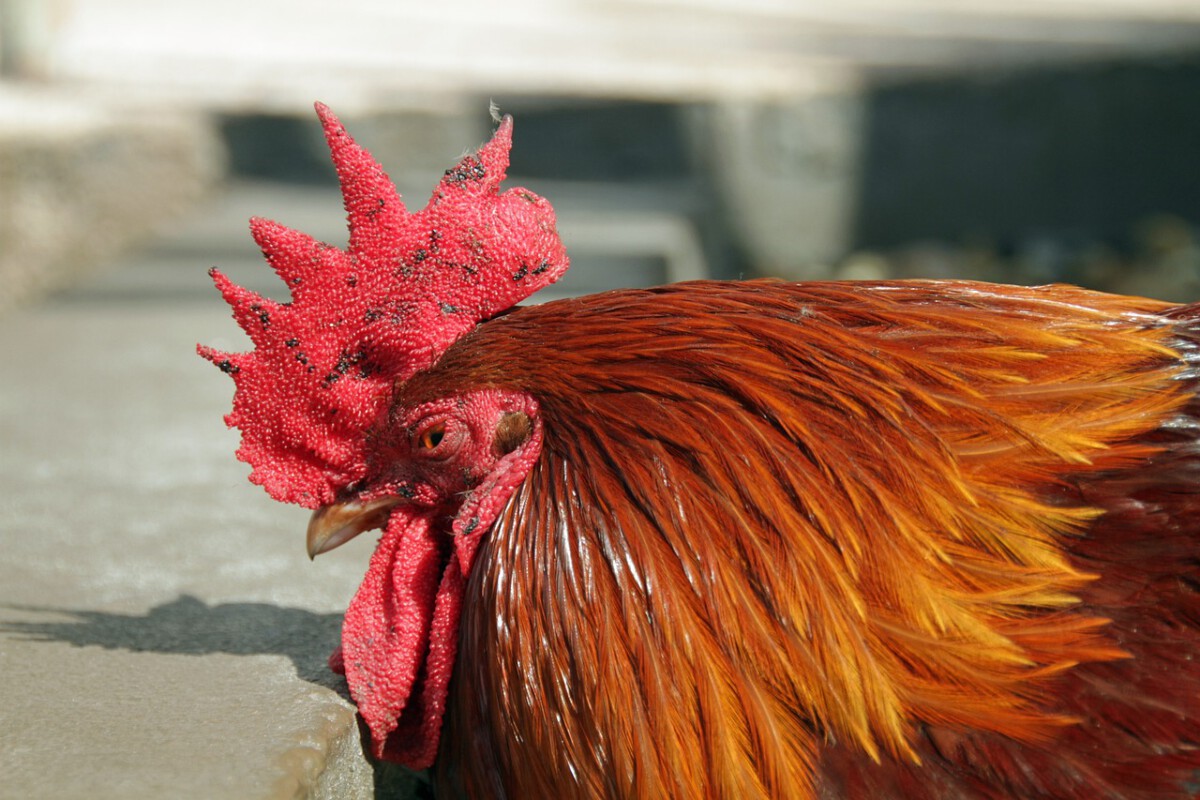 The Watchful Eyes of Key West Chickens