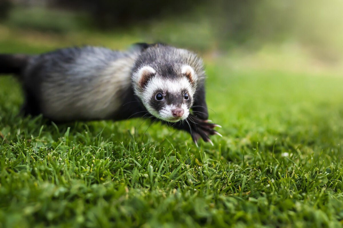 Ferrets: Mischievous Mood Makers