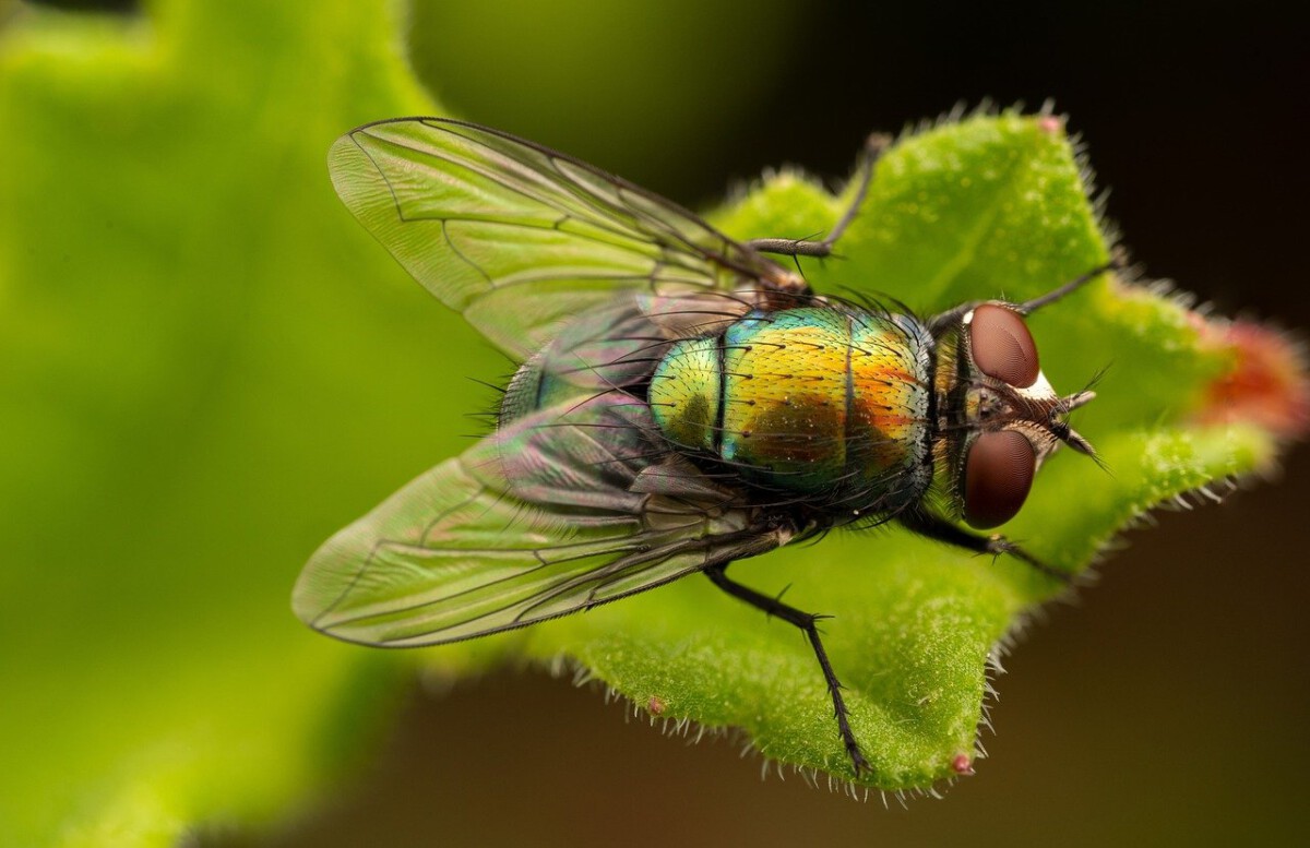 Debunking the Fly-catching Myth