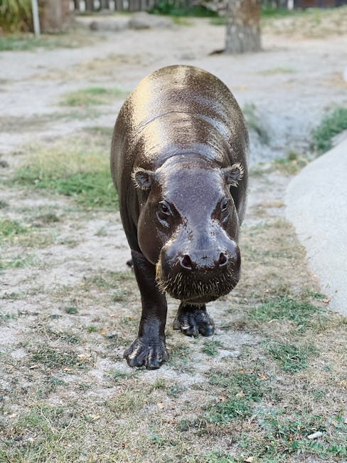 Pygmy Hippo Calves