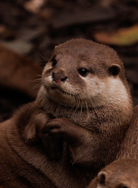 Otter Pups