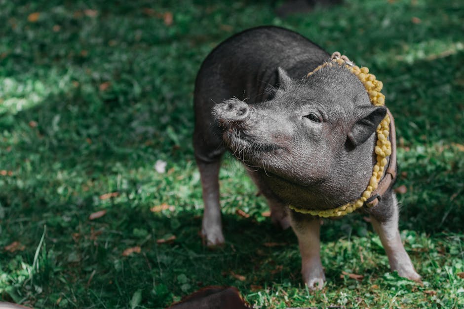 Potbellied Pigs: Unconventional Companions