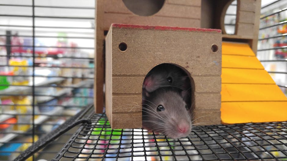 Rats: Charming and Intelligent Friends