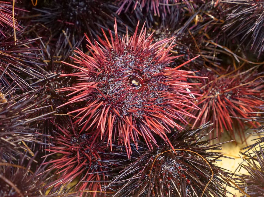 Red Sea Urchin (Strongylocentrotus franciscanus)