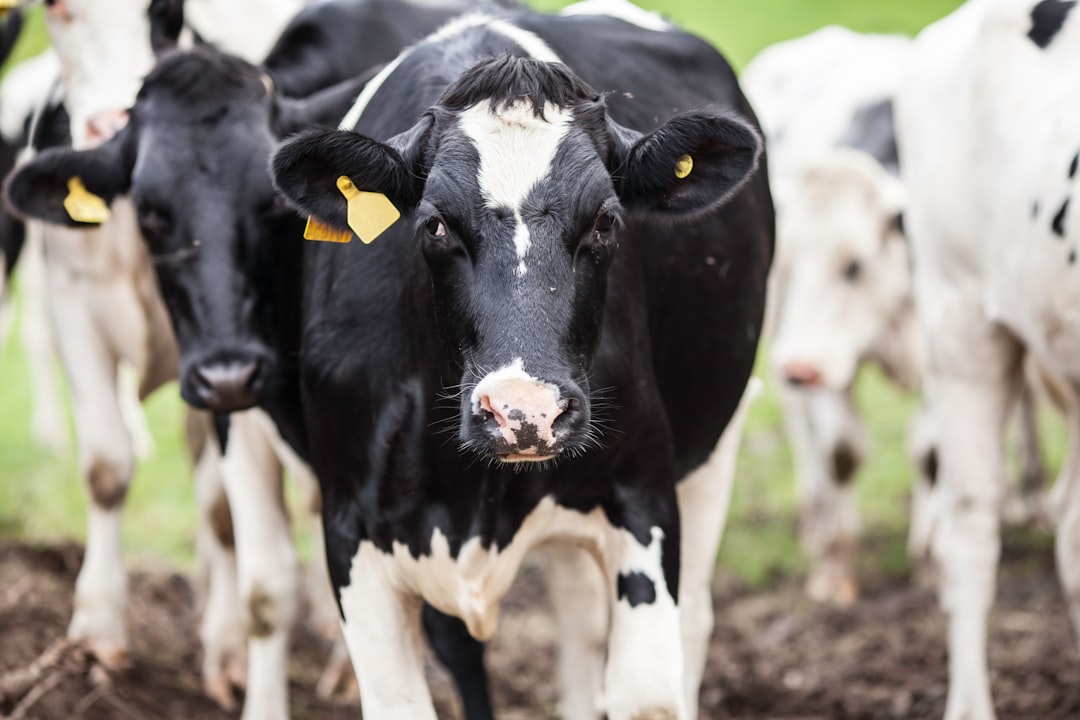 Bovine Restrictions on Main Street