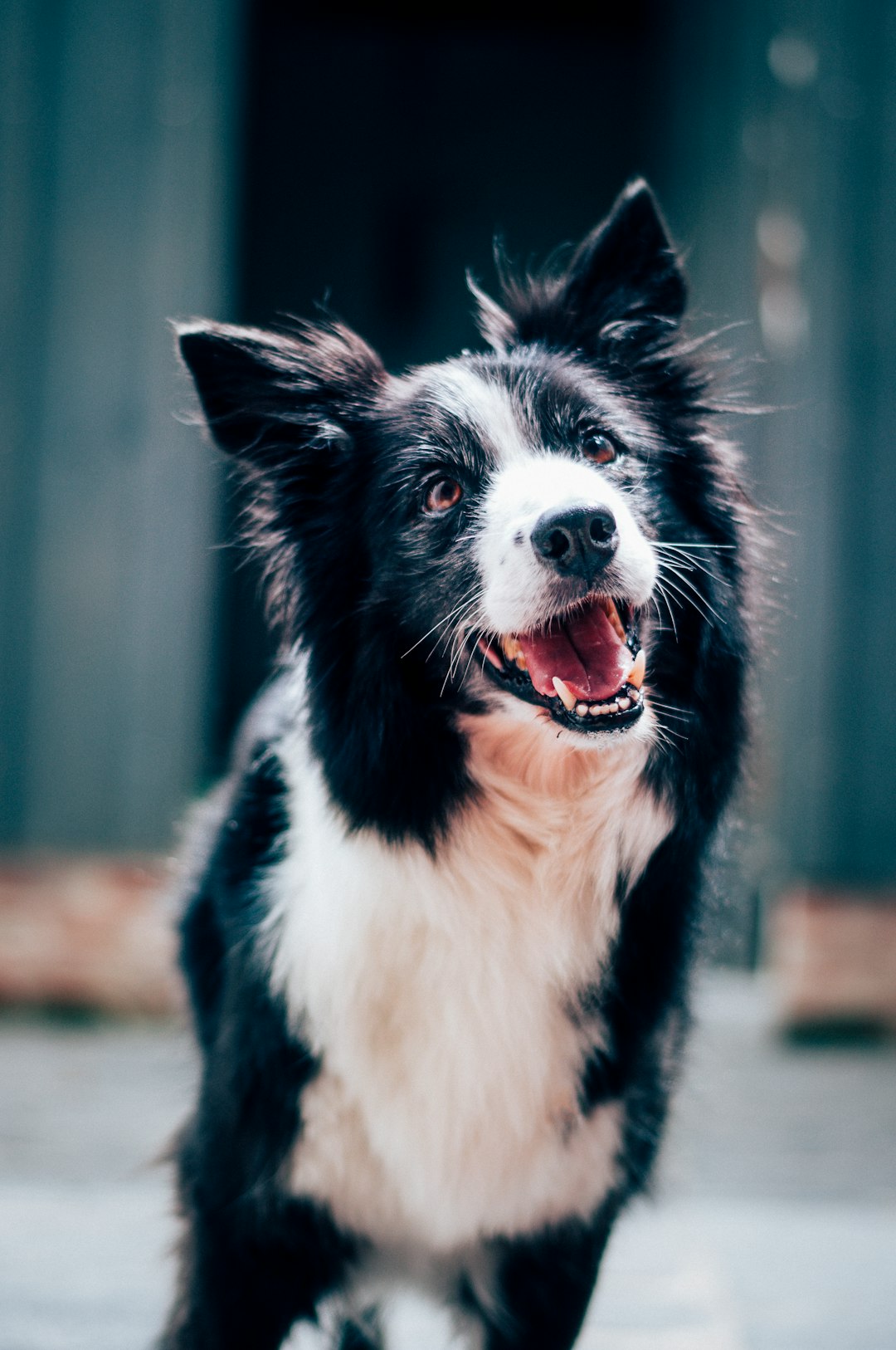 Silencing Canine Chatter at Night