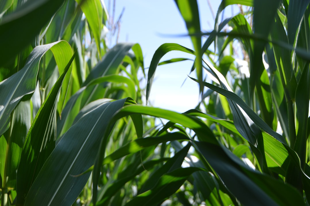 From Tiny Grains to Food Staples: The Evolution of Corn