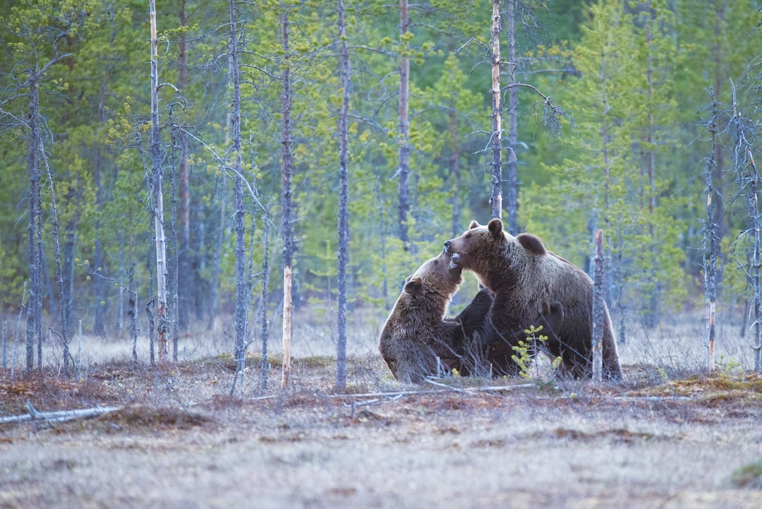 Bear Wrestling Banned