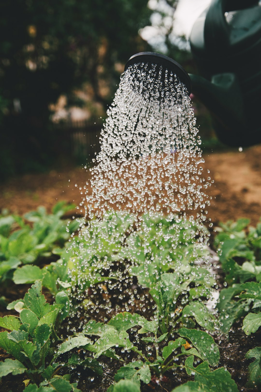 Electro-Agriculture: Growing Plants in Darkness