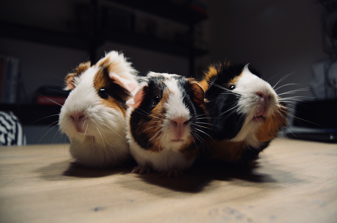 Guinea Pigs: Tiny Packages of Joy