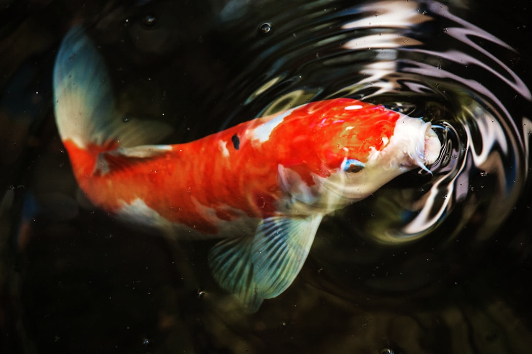 Koi Fish (Cyprinus rubrofuscus)